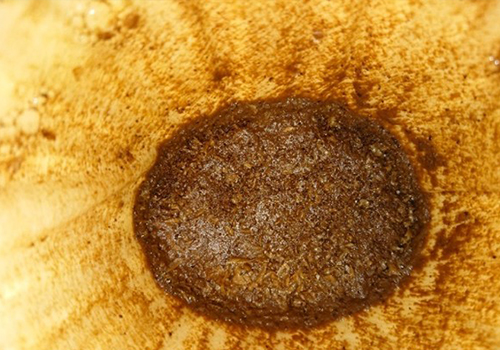 Demlenmiş kahve sonucu